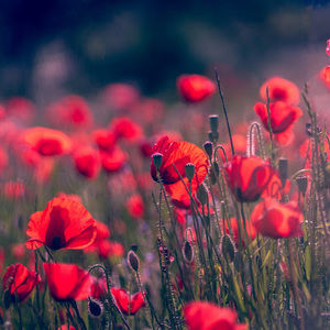 Meet your Posher, Erica